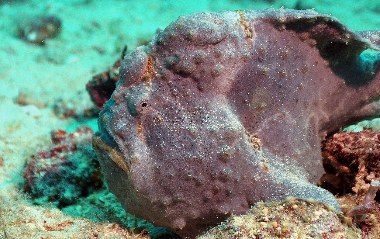 Sipadan_2015_Poisson grenouille_Antennaire geant_Antennarius commerson_IMG_2550_rc.jpg